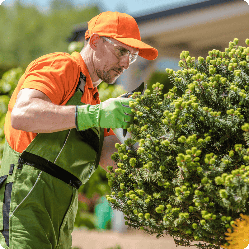 comprehensive-tree-care-removal